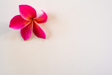 Obraz na płótnie Canvas exotic frangipani flower on the white background