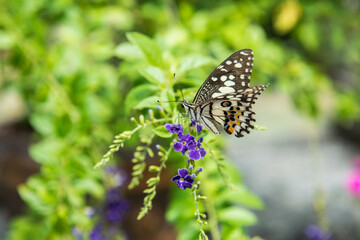 butterfly on a flower