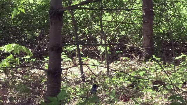 Single bird hops from tree limb down to green wooded forest ground, close up pan