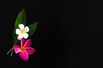 exotic frangipani flower on the black background