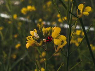 Ladybug on the mustard's flower.