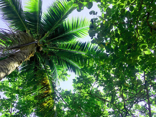 Fototapeta premium Green nature and beautiful nature and clear skies and beautiful green trees