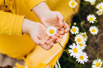 Daisies in the hands of a child.