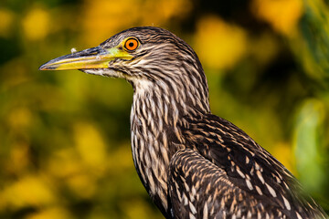 female black-crowned night heron portrait close-up detail photographic print