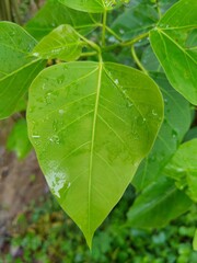 green leaf with water drops