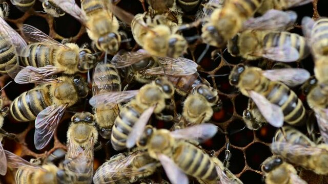 Bee colony - bee queen nests egs in be hive in honeycomb with honey bees all around	