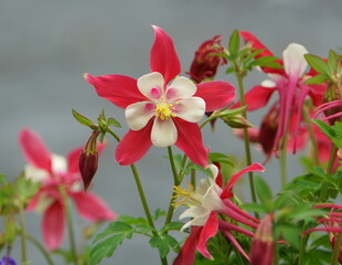 Columbine 'Crimson Star' flowers blooming in the Spring