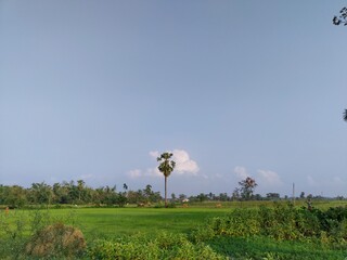 Palm tree is standing.