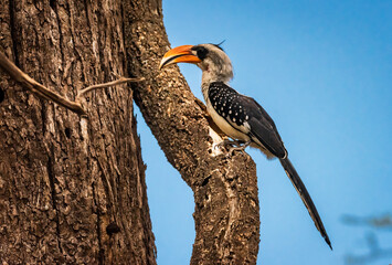Red billed Hornbill at Lake Bogoria, Kenya