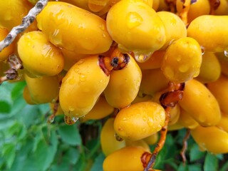 ripe yellow dates
