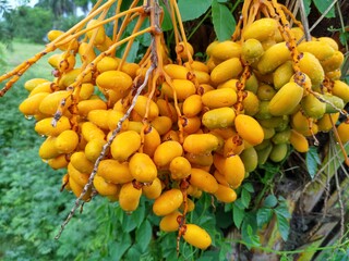 fruit of the tree , dates