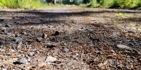 grass on the ground