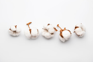 Beautiful cotton flowers on white background