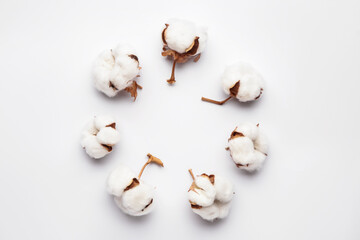 Beautiful cotton flowers on white background