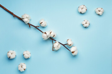 Obraz premium Beautiful cotton branch on color background