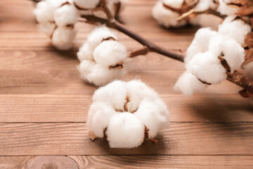 Beautiful cotton branch on wooden background, closeup