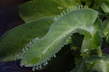 
A billionaire tree in a fence