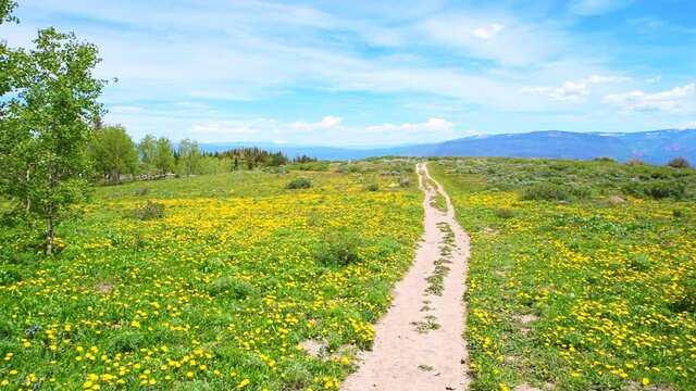 Yellow dandelion flowers field meadow panning with aspen trees on Thomas Lakes Hike trail in Mt Sopris, Carbondale, Colorado with footpath road