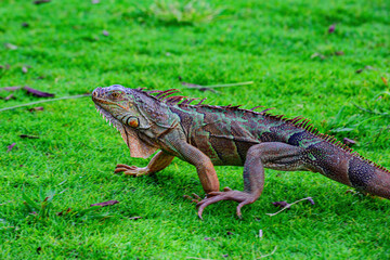 Green lizards iguana. Close-up of the head of an iguana.
