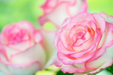 Obraz premium バラの花