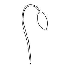 Poppies, hand-drawn illustration. Hand drawn poppy flower isolated on a white background. Hand drawn illustrations.