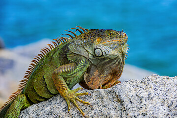 lizard of the genus Iguana native to Central, South America.