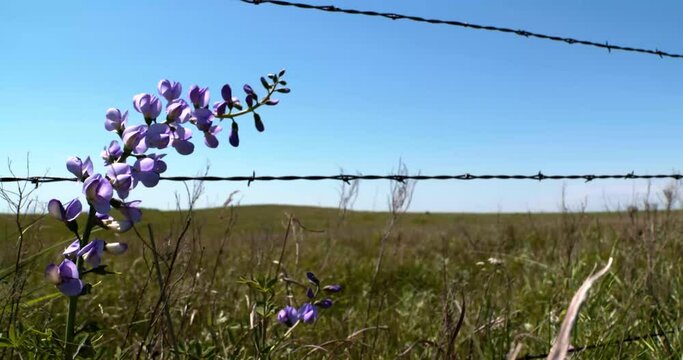 false indigo wild blowing in wind on prairie near barbed wire fence