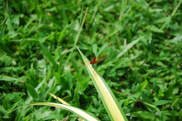 green grass and ladybird