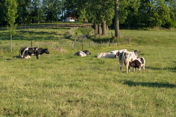 A lawn with cows