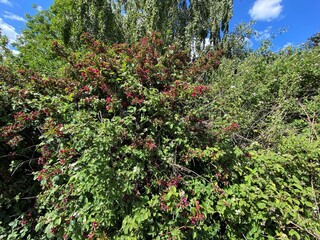 Fototapeta premium A Flowering red bush with green foliage in Keighley, Yorkshire, UK