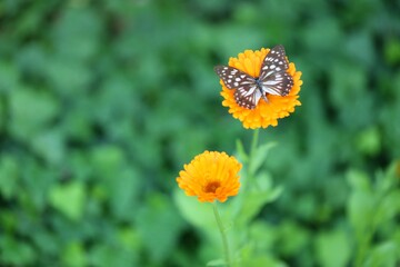 Butterfly on a calendula flower on blurred green garden background.