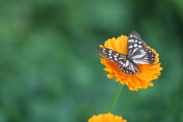 Obraz premium Butterfly on a calendula flower on green garden background.