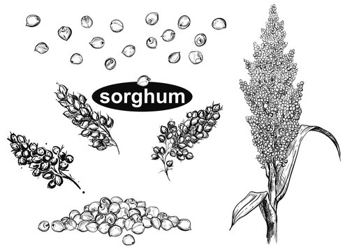 Detailed hand drawn black and white illustration set of sorghum branch, leaf, flower. sketch. Vector. Elements in graphic style label, card, sticker, menu