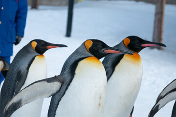 side view of 3 king penguins on snow