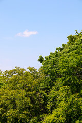風景, 空, 自然, 緑, 植物, 屋外, 木,  快晴, 青空, 樹木、樹木、木の葉