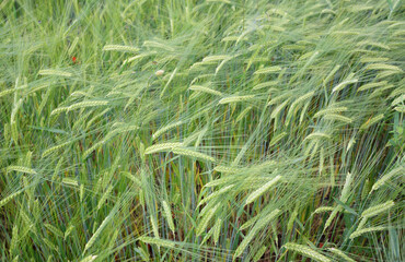 Background of a green grain field with immature ears of corn, photographed from above, in Bavaria