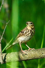 Bird - Tree Pipit ( Anthus trivialis ) sitting on on a dry felled tree and resting. Sunny summer morning in the forest. Close-up.