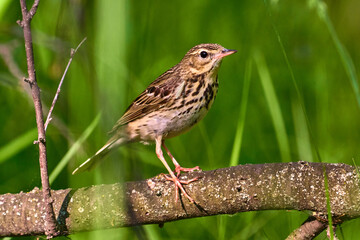 Bird - Tree Pipit ( Anthus trivialis ) sitting on on a dry felled tree and resting. Sunny summer morning in the forest. Close-up.