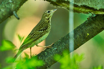Bird - Tree Pipit ( Anthus trivialis ) sitting on on a dry felled tree and resting. Sunny summer morning in the forest. Close-up.
