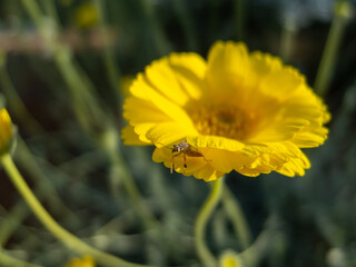 a insect hiding in petals of a yellow flower