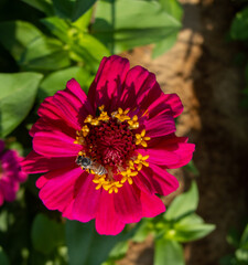 a honey bee pollinating for a pink common zinnia flower in the garden
