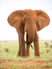 Fototapeta na wymiar The elephants of Tsavo NAtional PArk