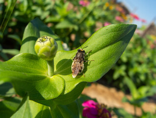 a fat fly on a zinnia leaf