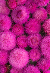 
These are burdock flowers. This is a natural pink background.