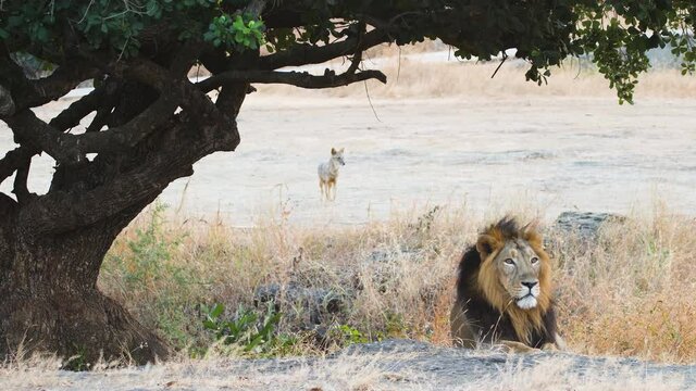 Wide shot of Asiatic Male lion sitting under a tree and Golden backed Jackals check him out from behind in Gir Jungle