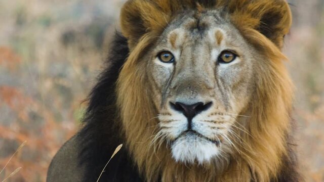 Front on Face close up of Male Asiatic Lion as he looks and then gets up in Forest called Gir in India