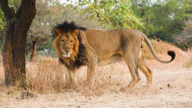 Asiatic male lion smells the scent of the female and tries to gauge her status by olfactory communication