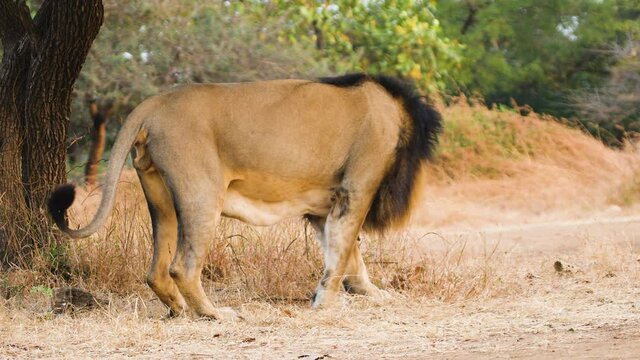 Dominant Male Asiatic Lion smells and looks for any Olfactory communication traces of anyone visiting his area in Gir Gujarat India