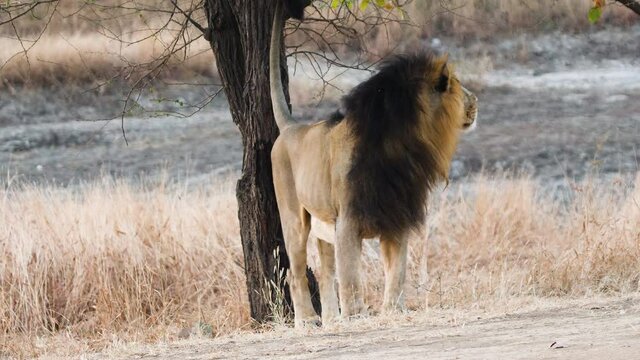 Male Lion scent marks a tree with its Urine which is a major part of its olfactory communication to warn rivals