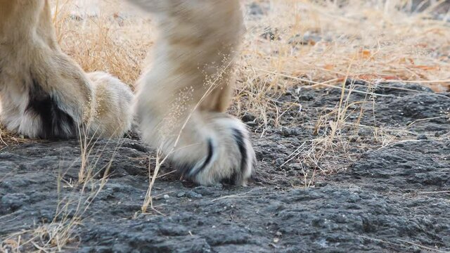 Close up of Asiatic Lions front paws on the rock as it starts to sit on it in Gir India